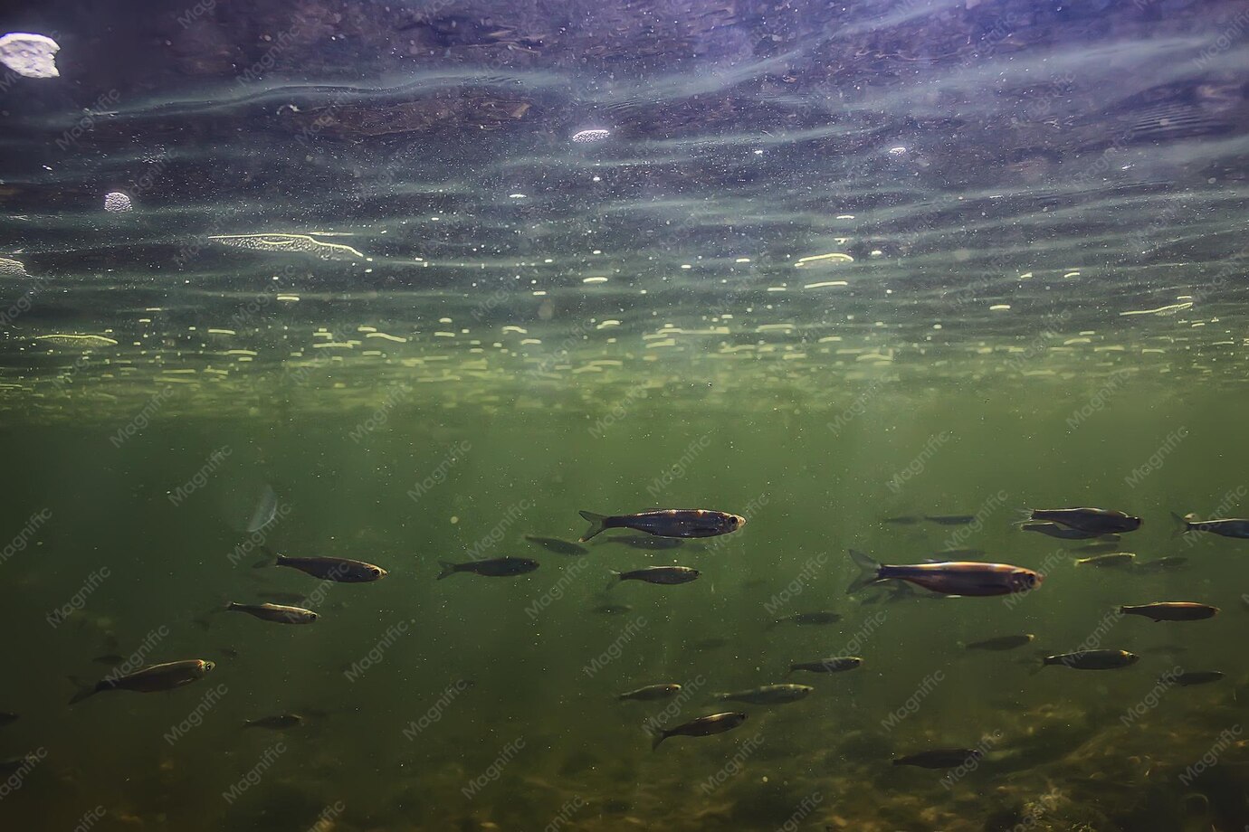 Conservación de peces de agua dulce en España