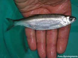 Alburno (Alburnus alburnus)