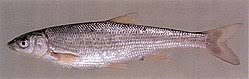 Boga de Río (Pseudochondrostoma polylepis)
