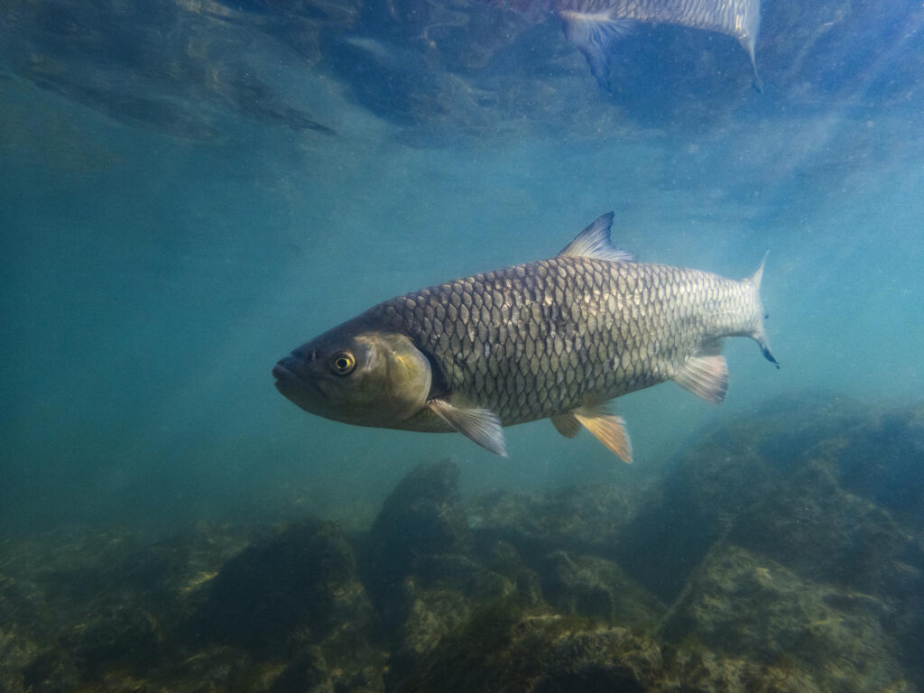 Pesca deportiva de agua dulce en España