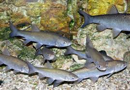 Cacho (Squalius cephalus)