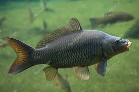 Carpa (Cyprinus carpio)
