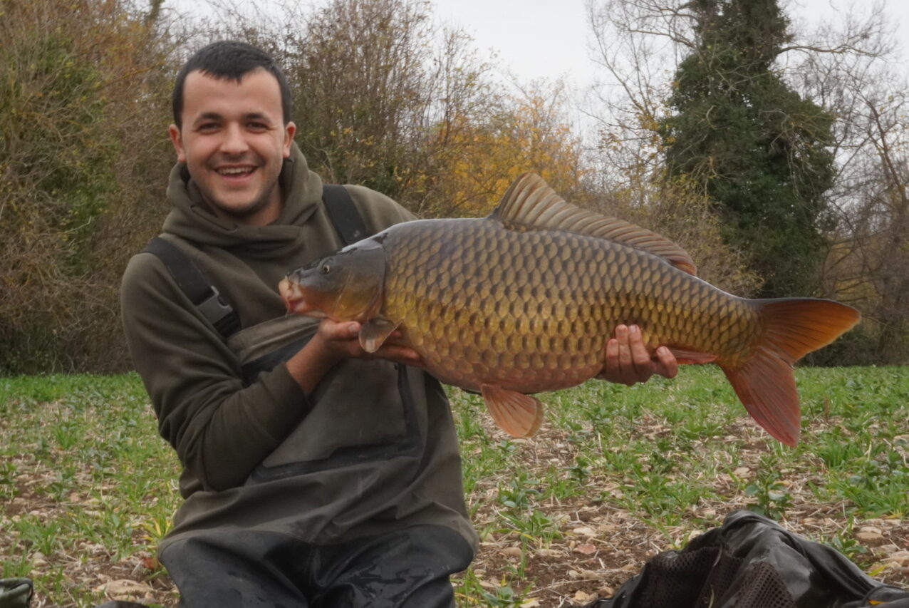 Carpa (Cyprinus carpio)