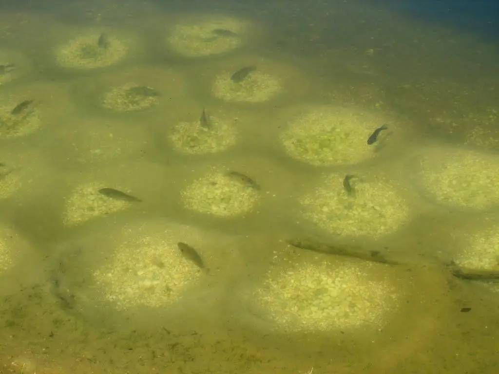  Perca Sol (Lepomis gibbosus)