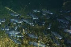 Pez Gato (Ameiurus melas)
