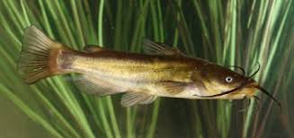 Pez Gato (Ameiurus melas)