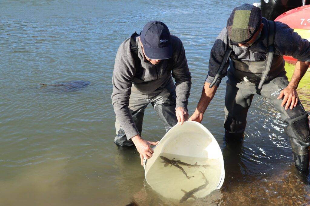 Conservación de peces de agua dulce en España