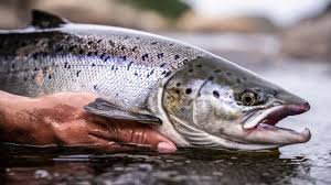 Salmón Atlántico (Salmo salar)