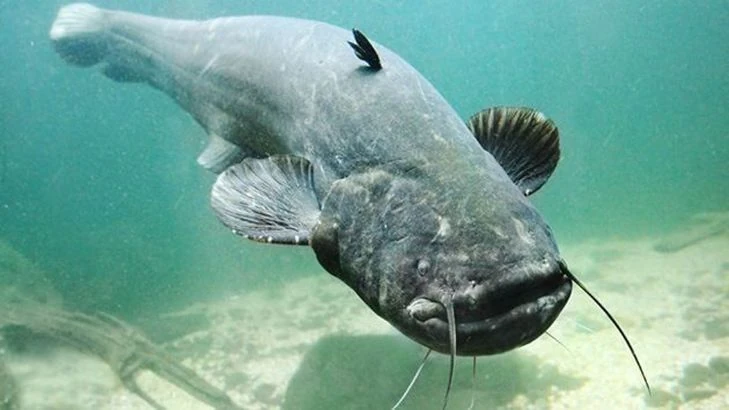 Siluro (Silurus glanis)