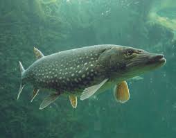 Lucio (Esox lucius)