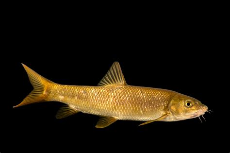 Barbo común (de Bocage) (Luciobarbus bocagei) - Ribera Fishing