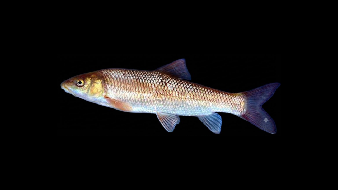 Barbo mediterráneo (Luciobarbus guiraonis) - Ribera Fishing